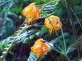 100_3174.JPG