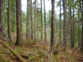 DSCN6597.JPG
