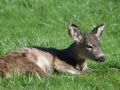 DSC_0616.JPG