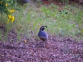 DSC_1016.JPG